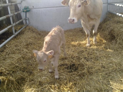 Gîte rural 'Les gites de la ferme de caubert en baie de somme avec animaux' dans la Somme