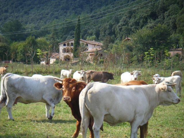 Gîte rural 'El Molí d'en Solà' à La vall de bianya