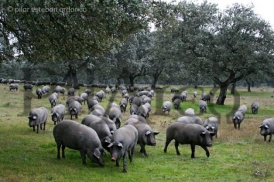 Gîte rural en Almería
