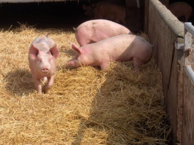 Chambre d'hôte 'Chambres et tables d'hôtes et roulottes à la ferme Chauvet ' dans la Sarthe