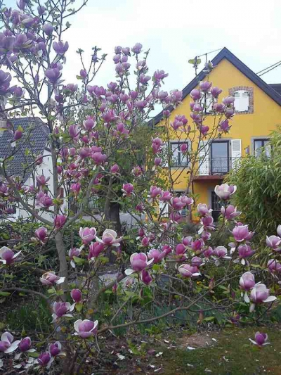 Appartement 'Lina & Anaë' en Alsace