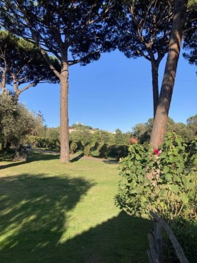 'Les pins parasols' en Provence Alpes Cote d'Azur